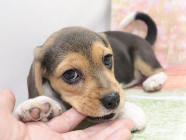 大阪府のビーグル (アミーゴ鳳店/2026年3月24日生まれ/女の子/ブラックホワイトタン)の子犬の4枚目の画像