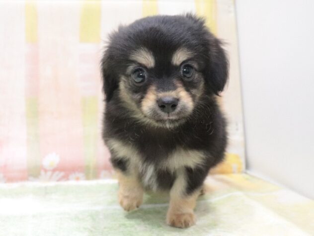 大阪府のハーフ犬・ミックス犬 (アミーゴ鳳店/2026年3月26日生まれ/男の子/ブラッククリーム)の子犬の2枚目の画像