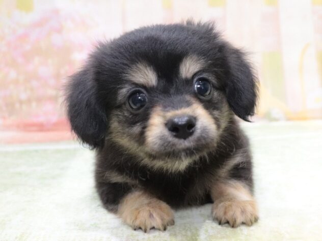 大阪府のハーフ犬・ミックス犬 (アミーゴ鳳店/2026年3月26日生まれ/男の子/ブラッククリーム)の子犬の3枚目の画像