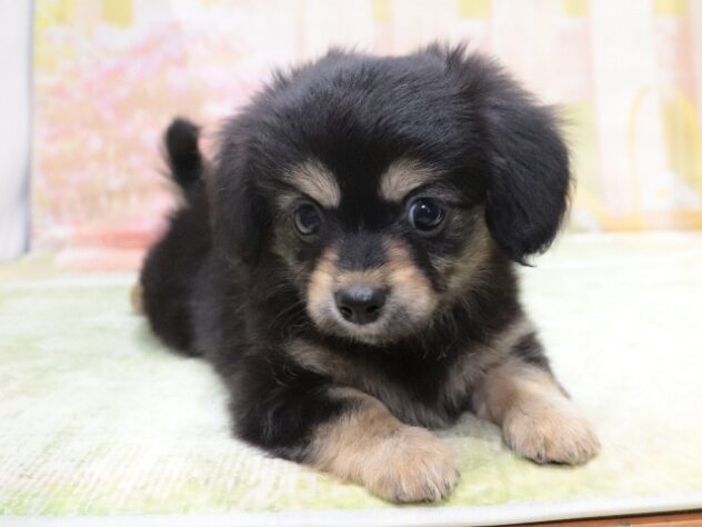大阪府のハーフ犬・ミックス犬 (アミーゴ鳳店/2026年3月26日生まれ/男の子/ブラッククリーム)の子犬の4枚目の画像