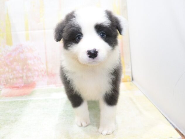 大阪府のボーダーコリー (アミーゴ鳳店/2026年3月30日生まれ/女の子/ブルーホワイト)の子犬の2枚目の画像