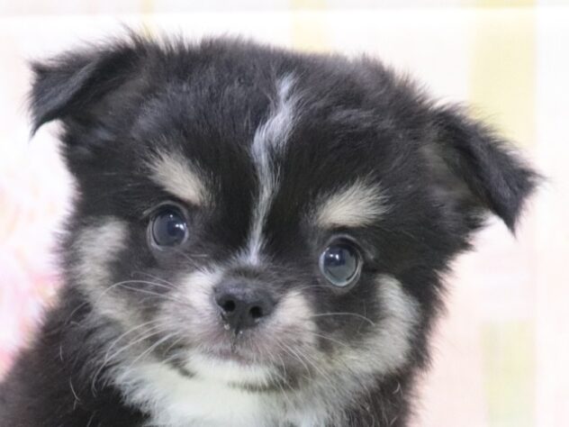 大阪府のチワワ(ロング) (アミーゴ鳳店/2026年3月30日生まれ/男の子/ブラックタンホワイト)の子犬の2枚目の画像