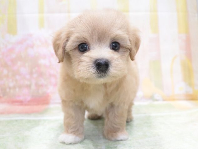 大阪府のハーフ犬・ミックス犬 (アミーゴ鳳店/2026年3月27日生まれ/男の子/クリーム)の子犬の2枚目の画像