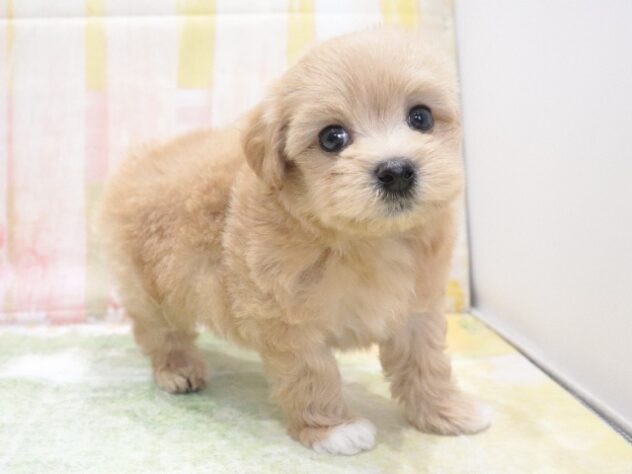 大阪府のハーフ犬・ミックス犬 (アミーゴ鳳店/2026年3月27日生まれ/男の子/クリーム)の子犬の3枚目の画像