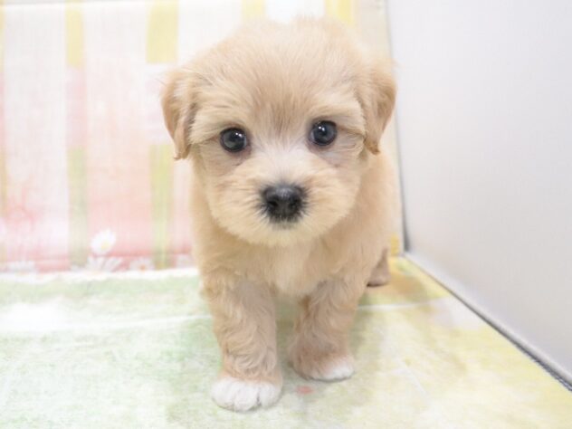 大阪府のハーフ犬・ミックス犬 (アミーゴ鳳店/2026年3月27日生まれ/男の子/クリーム)の子犬の4枚目の画像