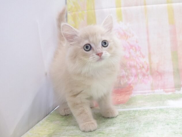 大阪府のサイベリアン (アミーゴ鳳店/2026年3月26日生まれ/男の子/クリームタビーホワイト)の子猫の2枚目の画像