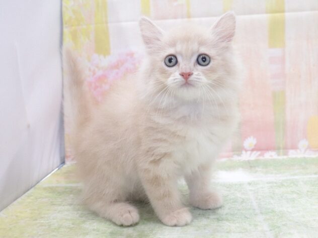 大阪府のサイベリアン (アミーゴ鳳店/2026年3月26日生まれ/男の子/クリームタビーホワイト)の子猫の3枚目の画像