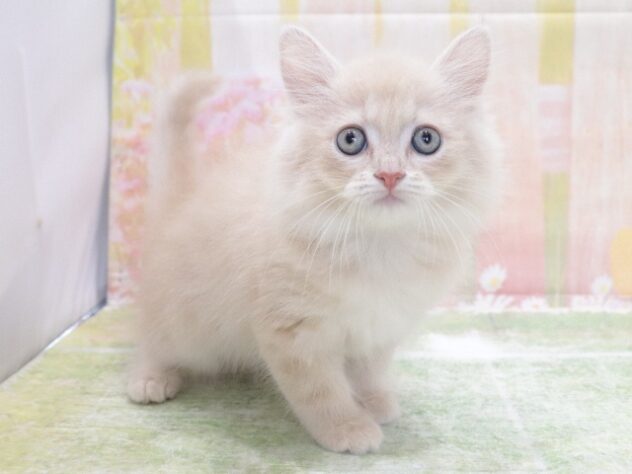 大阪府のサイベリアン (アミーゴ鳳店/2026年3月26日生まれ/男の子/クリームタビーホワイト)の子猫の4枚目の画像