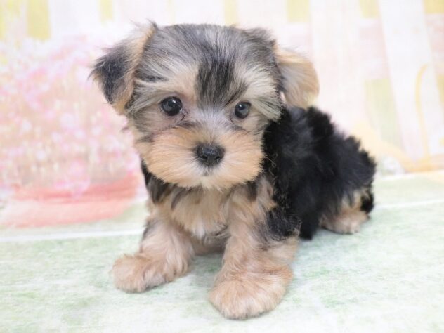 大阪府のヨークシャーテリア (アミーゴ鳳店/2026年3月31日生まれ/女の子/スチールブルータン)の子犬の2枚目の画像