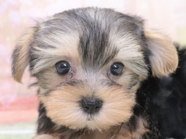 大阪府のヨークシャーテリア (アミーゴ鳳店/2026年3月31日生まれ/女の子/スチールブルータン)の子犬の3枚目の画像