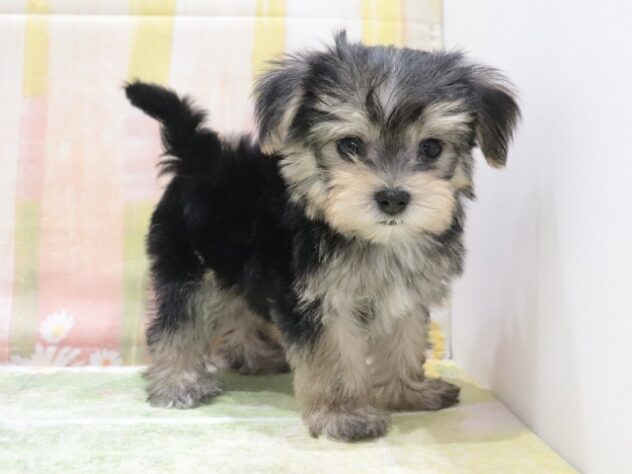 大阪府のハーフ犬・ミックス犬 (アミーゴ鳳店/2026年3月9日生まれ/男の子/スティールブルー＆クリーム)の子犬の2枚目の画像