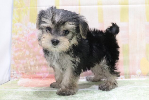 大阪府のハーフ犬・ミックス犬 (アミーゴ鳳店/2026年3月9日生まれ/男の子/スティールブルー＆クリーム)の子犬の3枚目の画像