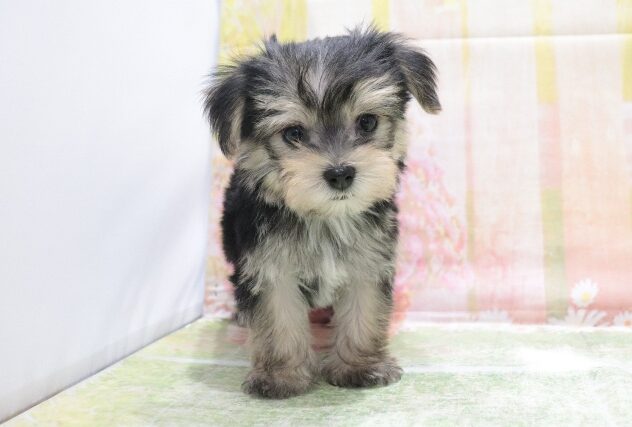 大阪府のハーフ犬・ミックス犬 (アミーゴ鳳店/2026年3月9日生まれ/男の子/スティールブルー＆クリーム)の子犬の4枚目の画像