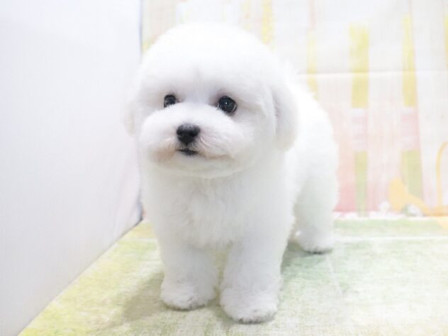 大阪府のビションフリーゼ (アミーゴ鳳店/2026年2月3日生まれ/男の子/ホワイト)の子犬の2枚目の画像