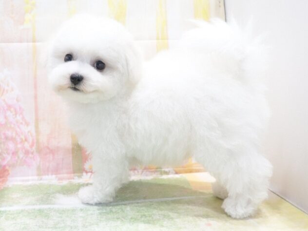 大阪府のビションフリーゼ (アミーゴ鳳店/2026年2月3日生まれ/男の子/ホワイト)の子犬の3枚目の画像