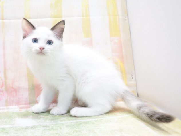 大阪府のラグドール (アミーゴ鳳店/2026年5月7日生まれ/女の子/クリーム)の子猫の2枚目の画像