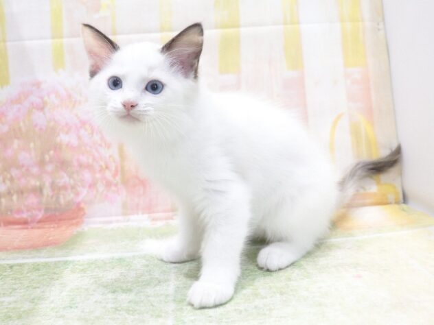 大阪府のラグドール (アミーゴ鳳店/2026年5月7日生まれ/女の子/クリーム)の子猫の3枚目の画像