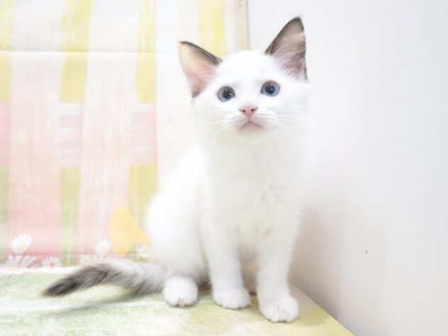 大阪府のラグドール (アミーゴ鳳店/2026年5月7日生まれ/女の子/クリーム)の子猫の4枚目の画像