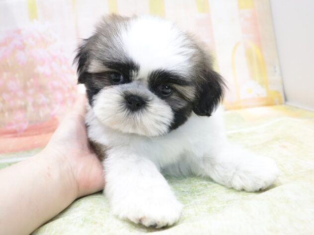 大阪府のシーズー (アミーゴ鳳店/2026年3月9日生まれ/男の子/ゴールドホワイト)の子犬の2枚目の画像