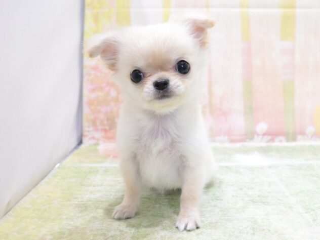 大阪府のチワワ(ロング) (アミーゴ鳳店/2026年3月8日生まれ/女の子/クリーム)の子犬の3枚目の画像