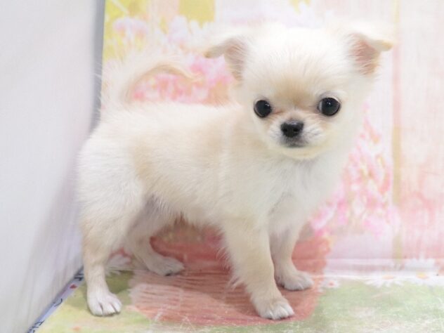 大阪府のチワワ(ロング) (アミーゴ鳳店/2026年3月8日生まれ/女の子/クリーム)の子犬の4枚目の画像
