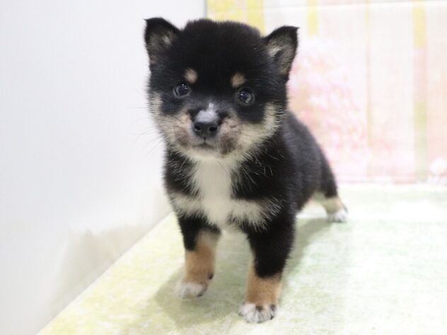 大阪府の豆柴 (アミーゴ鳳店/2026年3月12日生まれ/男の子/黒)の子犬の2枚目の画像