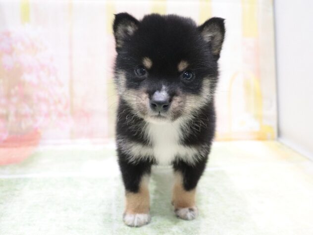 大阪府の豆柴 (アミーゴ鳳店/2026年3月12日生まれ/男の子/黒)の子犬の3枚目の画像