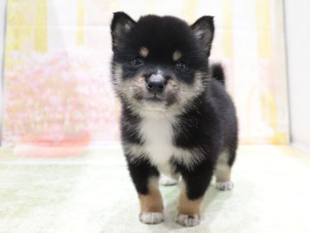 大阪府の豆柴 (アミーゴ鳳店/2026年3月12日生まれ/男の子/黒)の子犬の4枚目の画像