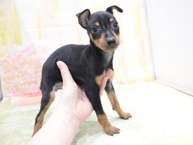 大阪府のミニチュアピンシャー (アミーゴ鳳店/2026年3月10日生まれ/男の子/ブラックタン)の子犬の2枚目の画像