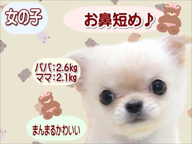 大阪府のチワワ(ロング) (アミーゴ鳳店/2026年3月8日生まれ/女の子/クリーム)の子犬の1枚目の画像
