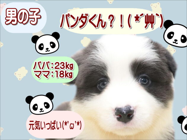 大阪府のボーダーコリー (アミーゴ鳳店/2026年3月30日生まれ/女の子/ブルーホワイト)の子犬の1枚目の画像