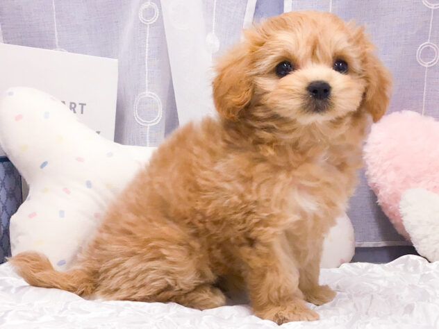 愛知県のハーフ犬・ミックス犬 (アミーゴ知立店/2026年3月14日生まれ/女の子/アプリコット)の子犬の4枚目の画像