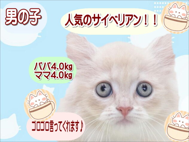 大阪府のサイベリアン (アミーゴ鳳店/2026年3月26日生まれ/男の子/クリームタビーホワイト)の子猫の1枚目の画像