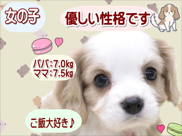 大阪府のキャバリアキングチャールズスパニエル (アミーゴ鳳店/2026年3月23日生まれ/女の子/ブレンハイム)の子犬の1枚目の画像