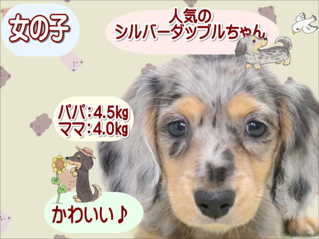 大阪府のミニチュアダックスフンド(ロング) (アミーゴ鳳店/2026年3月16日生まれ/女の子/シルバーダップル)の子犬の1枚目の画像