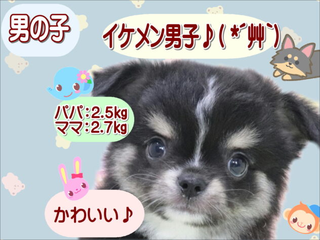 大阪府のチワワ(ロング) (アミーゴ鳳店/2026年3月30日生まれ/男の子/ブラックタンホワイト)の子犬の1枚目の画像