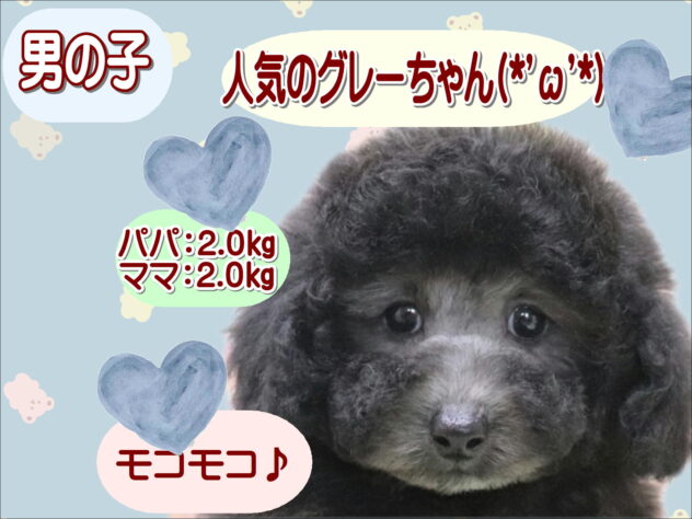 大阪府のトイプードル(トイ) (アミーゴ鳳店/2026年3月18日生まれ/男の子/グレー)の子犬の1枚目の画像
