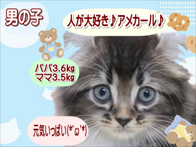 大阪府のアメリカンカール (アミーゴ鳳店/2026年3月18日生まれ/男の子/ブラウンティックドタビーホワイト)の子猫の1枚目の画像