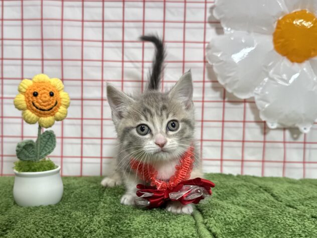 山形県のマンチカン (アミーゴ酒田店/2026年3月5日生まれ/女の子/ブルータビーホワイト)の子猫の1枚目の画像