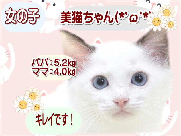 大阪府のラグドール (アミーゴ鳳店/2026年5月7日生まれ/女の子/クリーム)の子猫の1枚目の画像