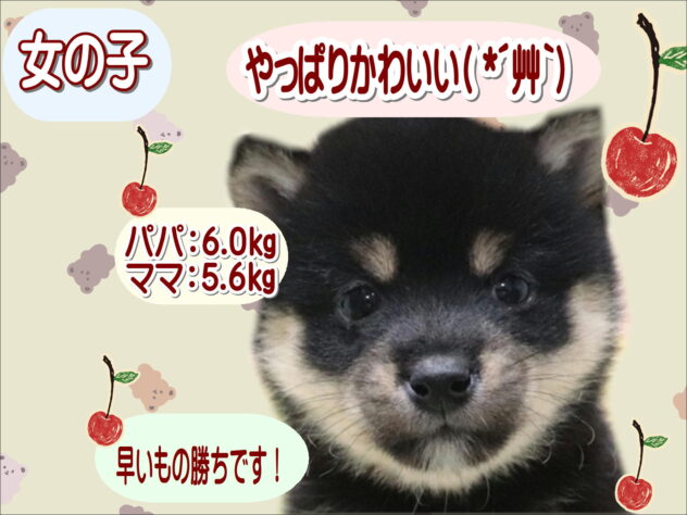 大阪府の豆柴 (アミーゴ鳳店/2026年3月5日生まれ/女の子/黒)の子犬の1枚目の画像
