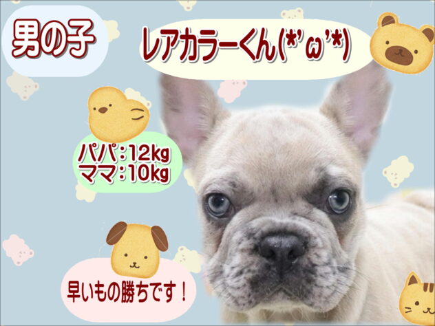 大阪府のフレンチブルドッグ (アミーゴ鳳店/2026年3月23日生まれ/男の子/イザベラマール)の子犬の1枚目の画像