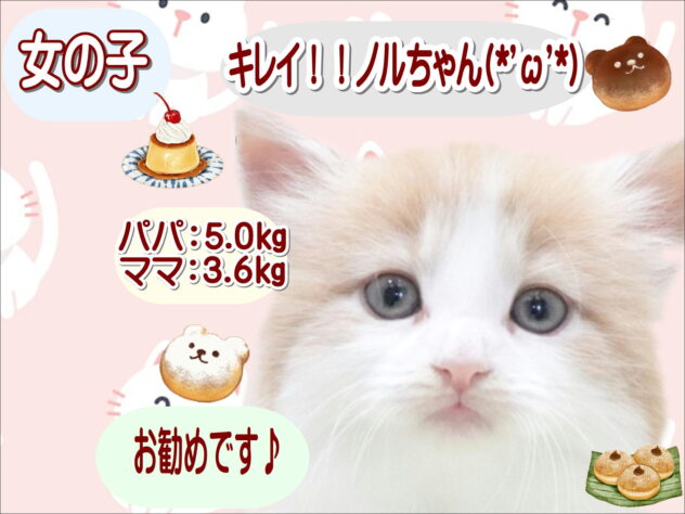 大阪府のノルウェージャンフォレストキャット (アミーゴ鳳店/2026年3月9日生まれ/女の子/クリームタビーホワイト)の子猫の1枚目の画像