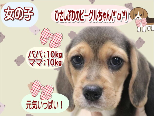 大阪府のビーグル (アミーゴ鳳店/2026年3月24日生まれ/女の子/ブラックホワイトタン)の子犬の1枚目の画像