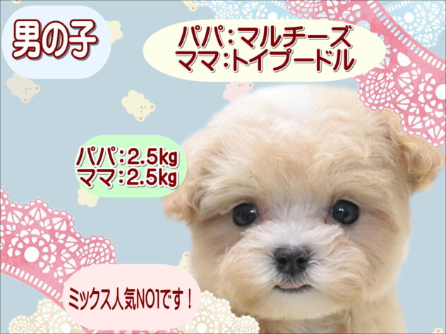 大阪府のハーフ犬・ミックス犬 (アミーゴ鳳店/2026年3月21日生まれ/男の子/アプリコット)の子犬の1枚目の画像
