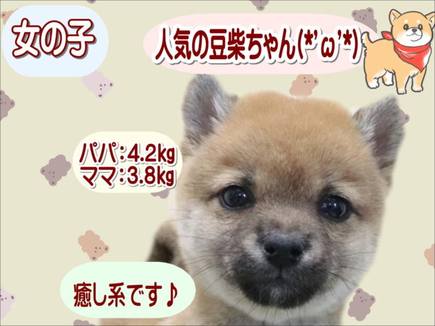 大阪府の豆柴 (アミーゴ鳳店/2026年3月8日生まれ/女の子/赤)の子犬
