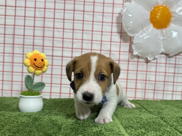 山形県のジャックラッセルテリア (アミーゴ酒田店/2026年3月10日生まれ/男の子/タンホワイト)の子犬の2枚目の画像