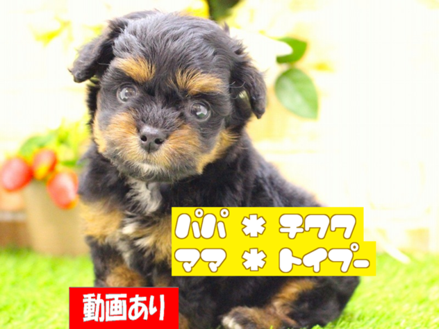 兵庫県のハーフ犬・ミックス犬 (ペット・プラザ アミーゴ三田店/2026年3月21日生まれ/男の子/ブラックタン)の子犬の1枚目の画像