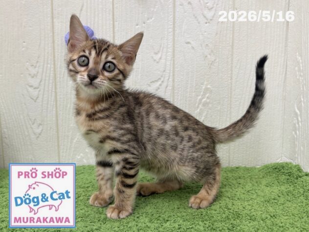広島県のベンガル (アミーゴ大町店/2026年3月15日生まれ/女の子/ブラウンスポットタビー)の子猫の2枚目の画像