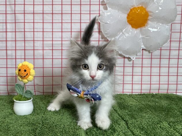 山形県のサイベリアン (アミーゴ酒田店/2026年3月18日生まれ/男の子/ブルータビーホワイト)の子猫の1枚目の画像